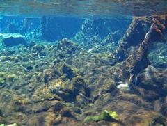 Photo from the Florida Department of Environmental Protection showing Weeki Wachee as it is today, with algal mats covering the bottom and the previous diverse ecosystem damaged.