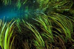 Photo shows a still fairly healthy Florida springs ecosystem where the algae has yet to cover native vegetation.